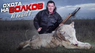 охота на волков.вышло 8 ВОЛКОВ! wolf hunting.wolfsjagd