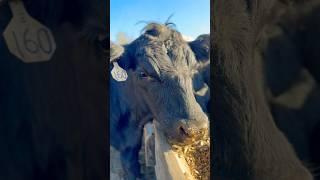 Feeding Time | Silage Cattle 2024 #farming