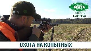 Открылся сезон загонной охоты на копытных