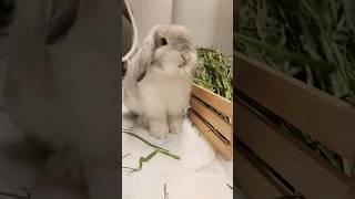 전국의 토끼들이 전부 발이 노란 이유는?!!