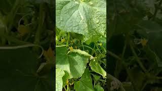 Посадила огурцы в разных местах, для чего? #gardening