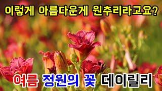 6월의 노지월동 야생화, 화려한 원추리 꽃 데이릴리 - 경기도 여주시 능서면 마장로99-31 여주자연농원