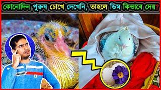  পুরুষ পাখি ছাড়াই মাদি পাখি কিভাবে ডিম দিতে পারে   How can bird lay eggs without mating  jactok