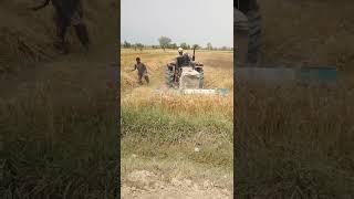 Punjab-Pakistan wheat harvesting begins.پنجاب پاکستان گندم کی کٹائی کا کام شروع