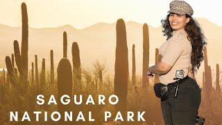 Saguaro National Park West (Half Day Itinerary)