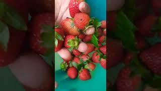 Strawberryfresh to eat#strawberry #strawberries #fruits #fruit #strawberryfarm