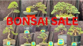 Bonsai Sale - Selling some of my bonsai - Online sales only