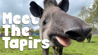 EP 8 | Peak Wildlife Park Diaries | MEET THE TAPIR