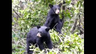 The bears of Waterton Canyon