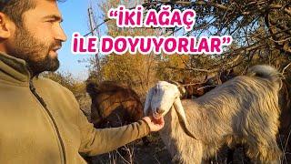 HALEP KEÇİSİ YETİŞTİRİCİLİĞİ | Yaylım & Sohbet