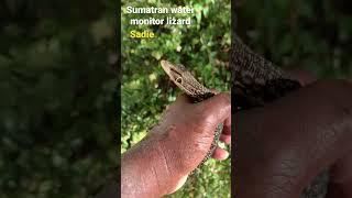 Sumatran water monitor lizard Sadie