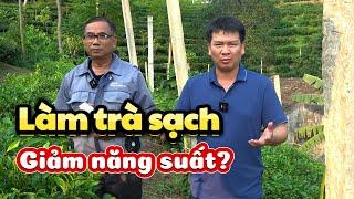 Làm Trà Sạch Theo Hướng Hữu Cơ Có Giảm Năng Suất