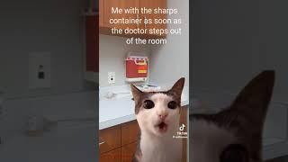 Котик хрустит #memes #tiktok #мем