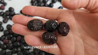 Çatallama Siyah Zeytin 10 Günde Sofrada. Siyah Zeytin Nasıl Tadlanır? #kahvaltıtarifler