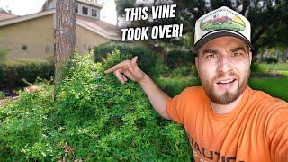 Bringing My Front Yard Garden Back To Life! Passion Flower Vine 101