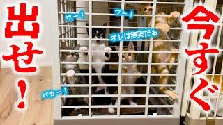 【監禁】出たいのに出してくれない…！チビ猫5匹の叫び