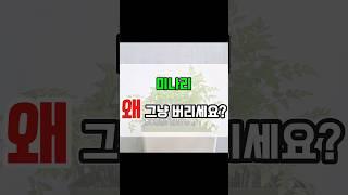 한번 사서 여러번 길러먹어요 미나리 #미나리 #미나리키우기 #미나리꽝 #minari
