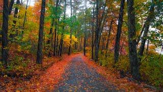 Walking in the Rain, Autumn Forest (4K) | Binaural Audio, Rain on Umbrella Sounds (Relax) - ASMR