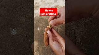 Howto root grafting #grafting #graftingtechnique  #sambungakar #rootgrafting #howtografting