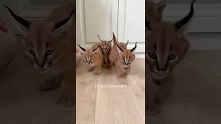 Aren’t they incredible? ️ #caracal #floppa