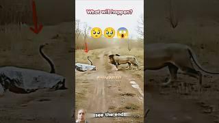 Lion vs. Snake: A Deadly Showdown in the Wild! 