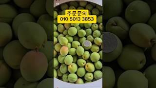 청매실 한정판매 짱아찌  청 효소 쌉가능#매실#청매실#효소#매실청