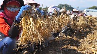 굿 아이디어! 밭에서 직접 캔 6년근 인삼 건조 분말화 가공공장 / Dry Ginseng Mass Production Factory