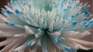 Как покрасить хризантему в синий цвет, How to paint a flower in blue