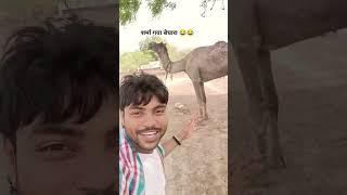 camel video #shortvideo #ytshorts #animals |Ashish Vishwakarma