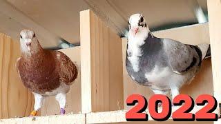 2022 Pigeon Racing!