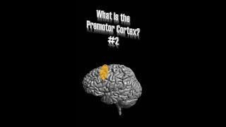 Premotor Cortex (PMC) - Part 2: Ventral PMC