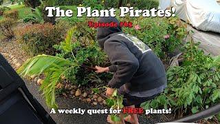 Finding FREE Plants in the trash! The Plant Pirates Episode #65