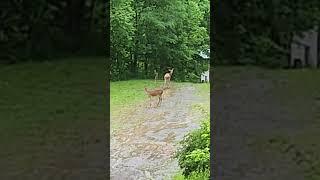 After the storm. Monte's buddies. #whitetaildeer #deer #fawn #nature #animalsvideo #mountains