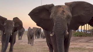 Loud Trumpets as the Elephants Return Home to Phabeni at the Orphanage!