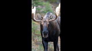 Huge Bull Moose Looking for Love During the Rut