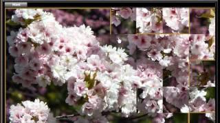P42 Blooming Plum Gameplay (Archive)