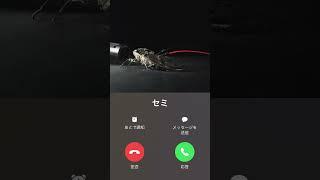 #セミ が【着信】かけてきた
