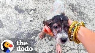 Naked Puppy Was Left On The Side Of The Road | The Dodo