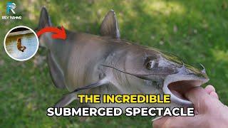 Channel Catfish Aquarium - Incredible Submerged Spectacle