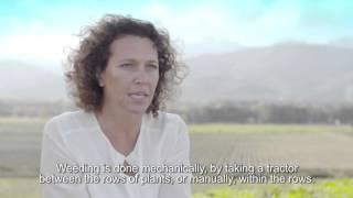 The Story of Immortelle: Pascale Chérubin | L'Occitane