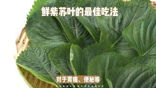 紫苏叶的魅力：营养丰富，药用价值高