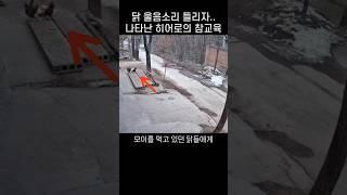 "감히 우리 식구를 건드려?.." 닭 쫓던 개가 울면서 도망친 까닭