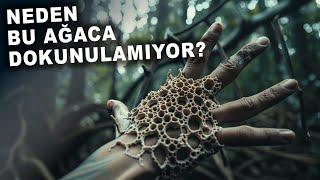 Bu Ağaca Asla Yaklaşmamanız Gerekiyor!