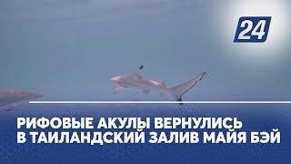 Рифовые акулы вернулись в залив Майя Бэй в Таиланде