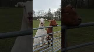 Do my goats like: Bananas?