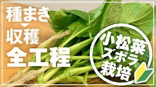 【令和3年 初心者向け】種まき→収穫「3原則」で失敗しない小松菜の育て方