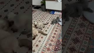 Котики #мамалена #котики