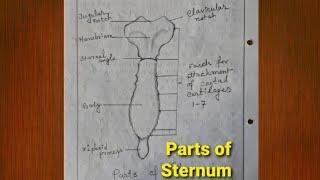 How to draw Sternum | How to draw sternum Bone | thorax bone | sternum bone Easily draw step by step