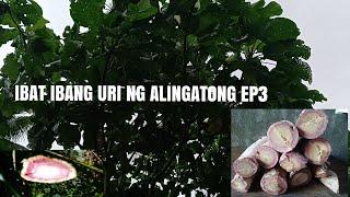 Joebert asor | Ibat ibang uri ng alingatong ep3