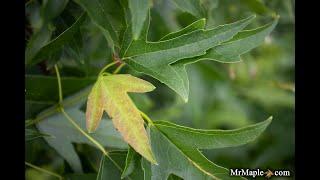 Acer buergerianum 'Sunshine' Golden Trident Maple